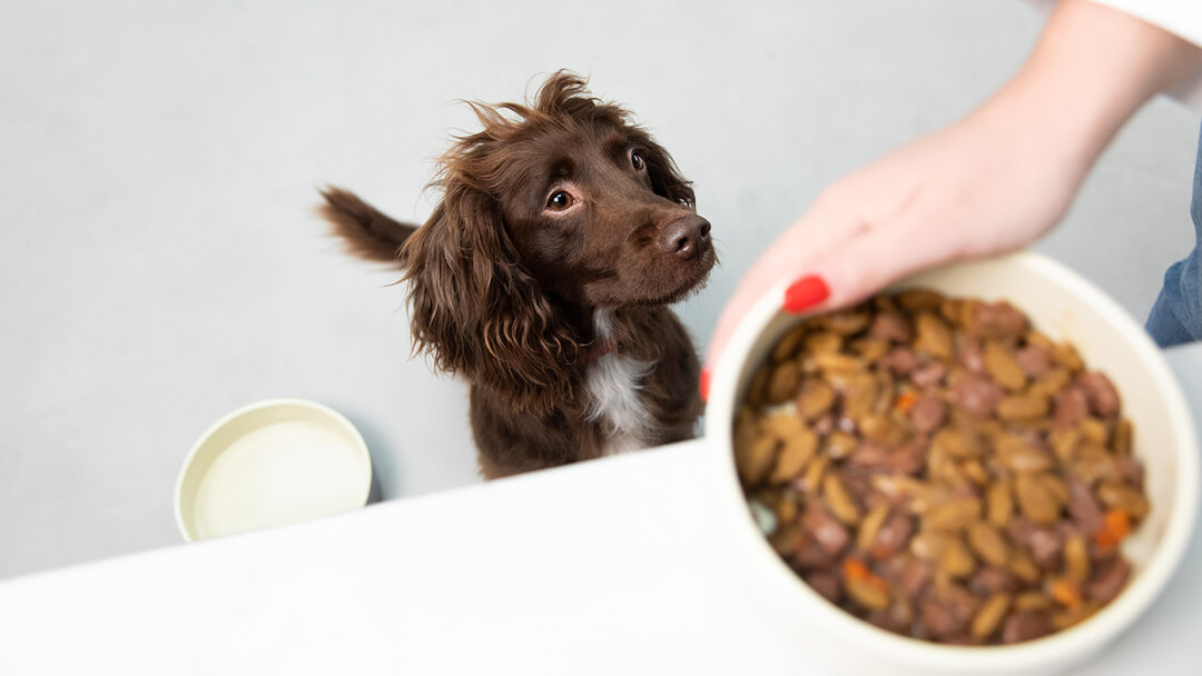 Can puppies eat store canned dog food